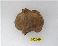 藏品(馬來長吻鱷脊椎骨化石)的圖片